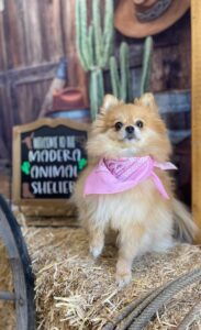 Saddle Up for Free Adopt-A-Pet Day Saddle Up for Free Adopt-A-Pet Day
