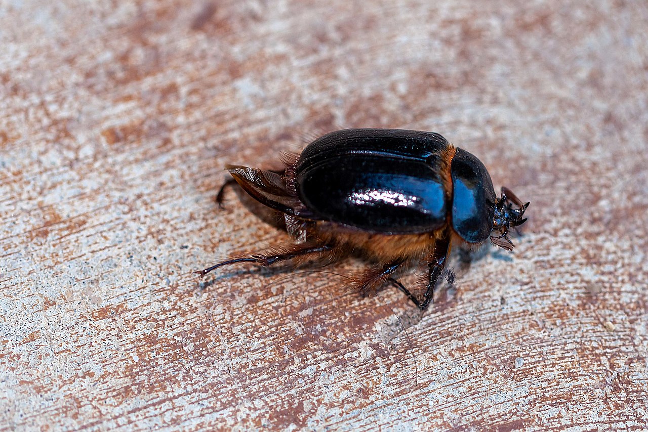 What’s Bugging You? Rain Beetles