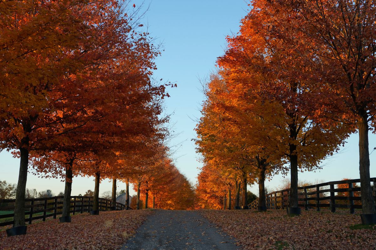 Photos show the changing colors of a Toronto fall
