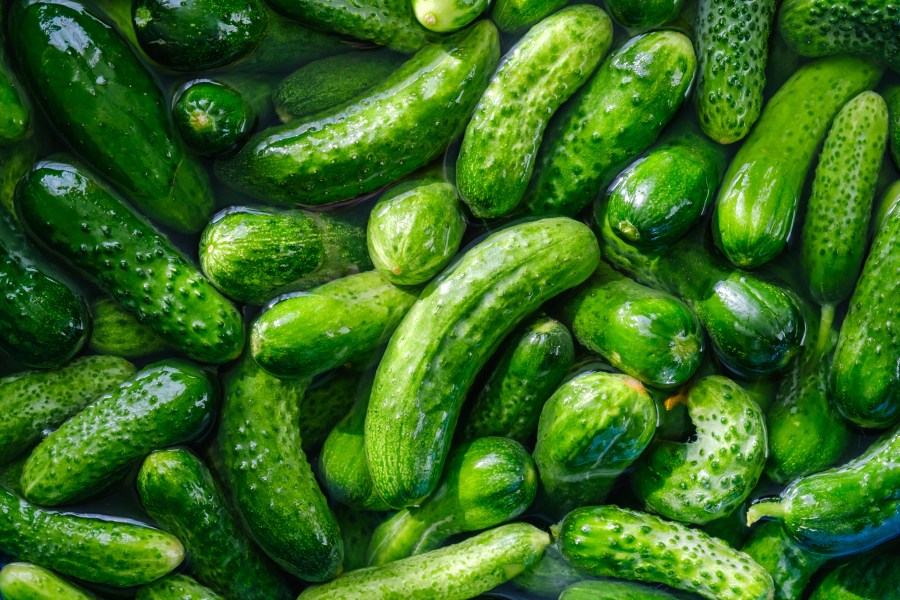 Pickle party taking over this week's River Park Farmer's Market