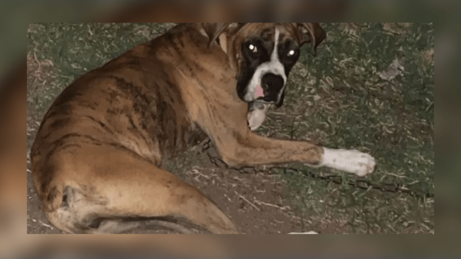 Police investigating after Corcoran dog beaten to 'point of near death'
