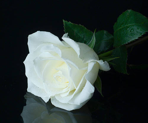 Paula Donley – Obituary