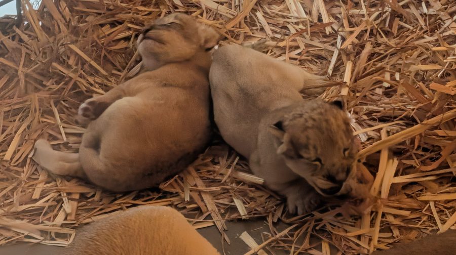 Lion cubs born on the 4th of July are now at Fresno Chaffee Zoo