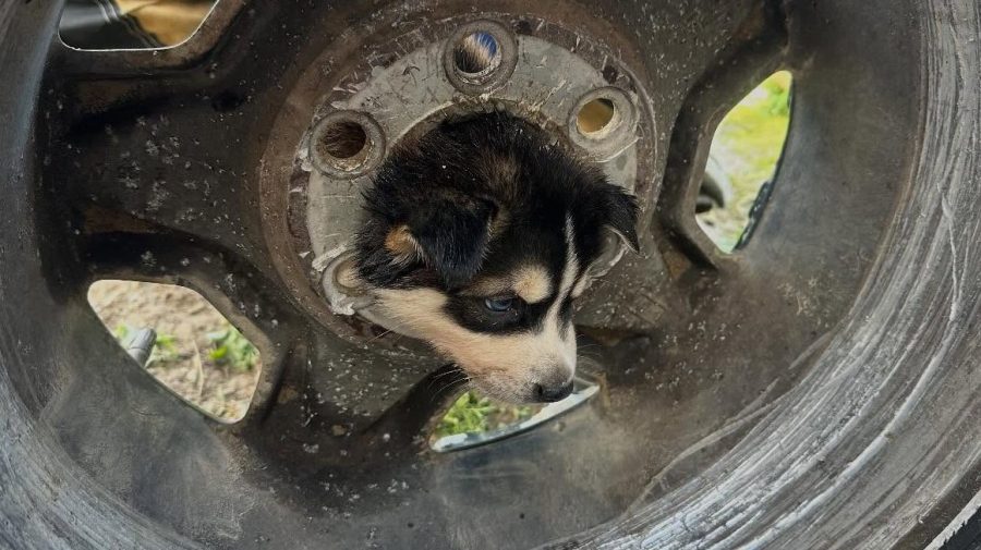 Fresno County firefighters rescue puppy stuck in unusual place