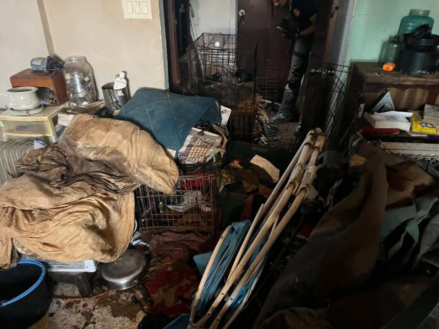 Over 30 dogs, 1 cat rescued from hoarder’s home in Mariposa County