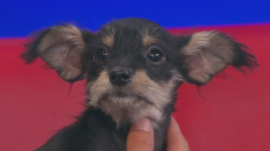 Fun Friday: Adopt this adorable puppy from the Valley Animal Center
