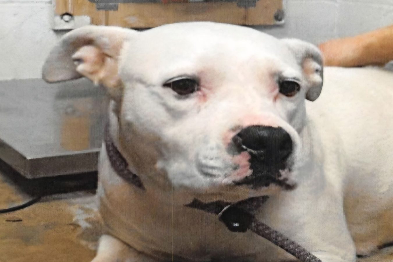 Public’s Help Sought To Find Escaped Shelter Dog