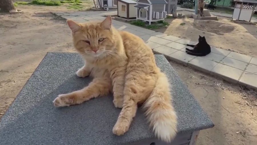 Volunteers support Valley Animal Center's feral cat sanctuary in Fresno