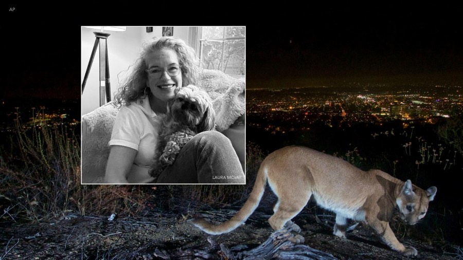 Mountain lion snatches dog right in front of owner in SoCal