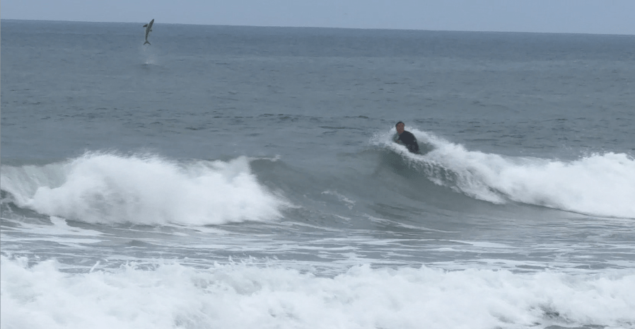 Great white shark leaps out of water near boogie boarder in Newport Beach