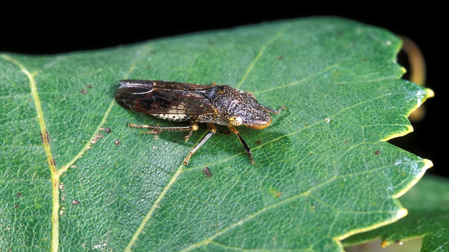 This invasive pest could have been picked up on your Costco run, Mariposa County warns