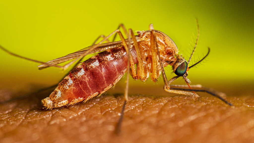 First West Nile Virus Case in Madera County
