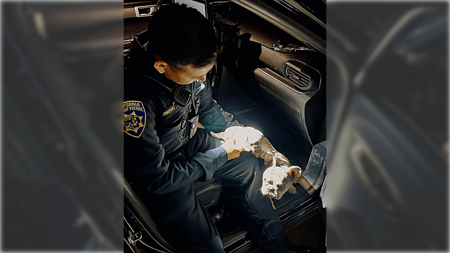 Dog survives being ejected from car in Merced County crash