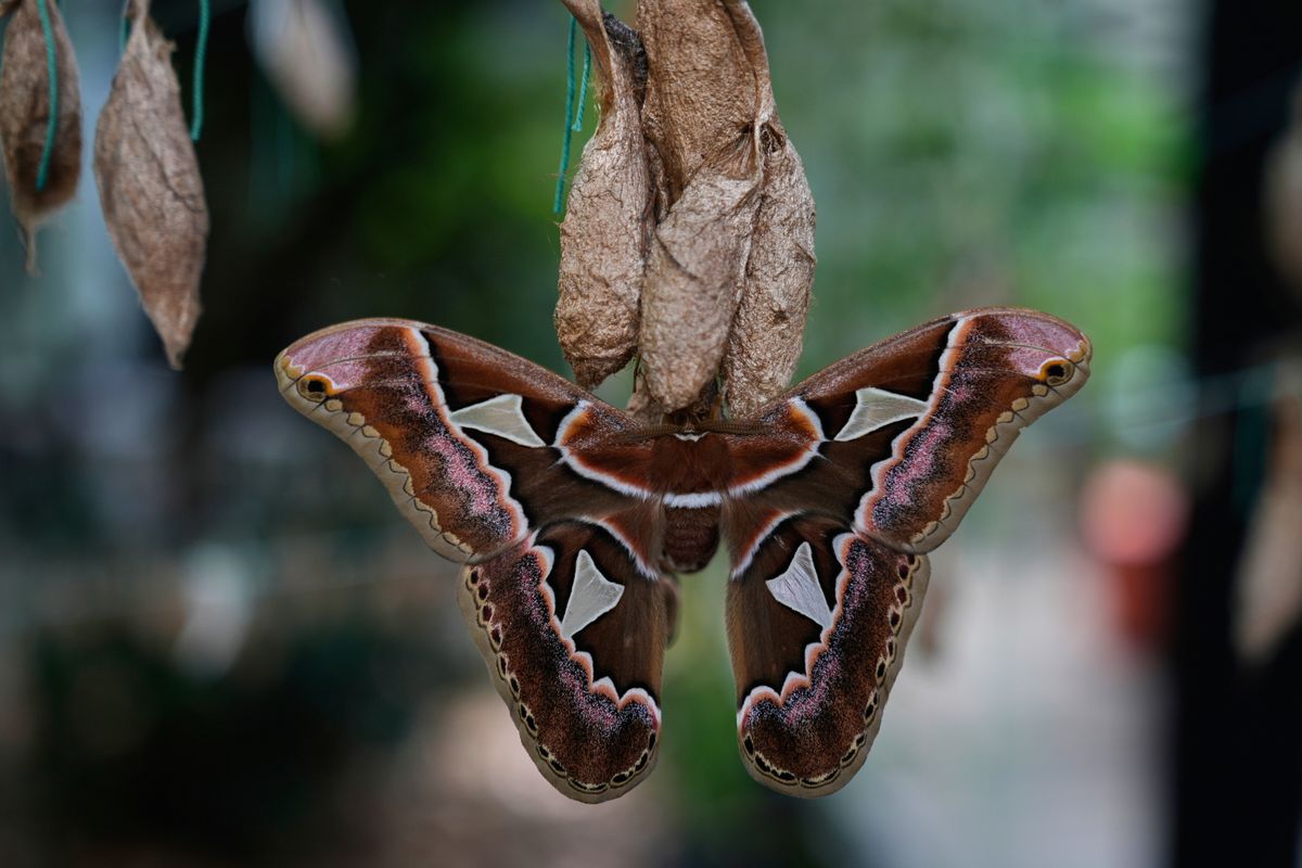 Rescued giant moths emerge from cocoons in Mexico’s sprawling capital